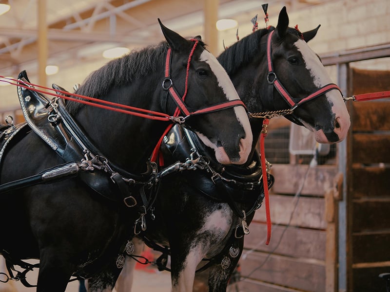 Two black-and-white Express Clydesdales in harness inside the historic Express Clydesdales Barn in Oklahoma, showcasing the breed’s strength and elegance.