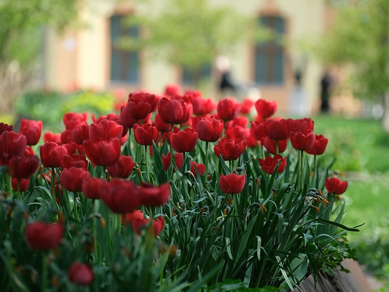 Bright red tulips blooming in the landscaped flowerbeds at Will Rogers Gardens near Crescent, Oklahoma.